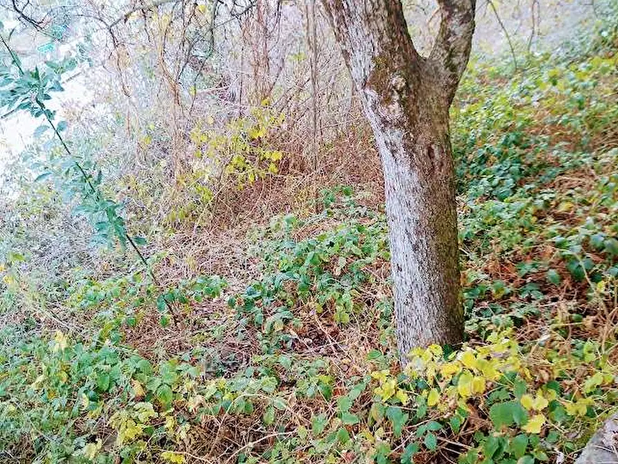 Immagine 14 di Rustico / casale in vendita  in CIMAMULERA a Piedimulera