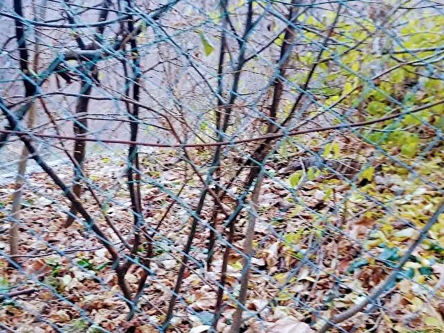 Immagine 30 di Rustico / casale in vendita  in CIMAMULERA a Piedimulera