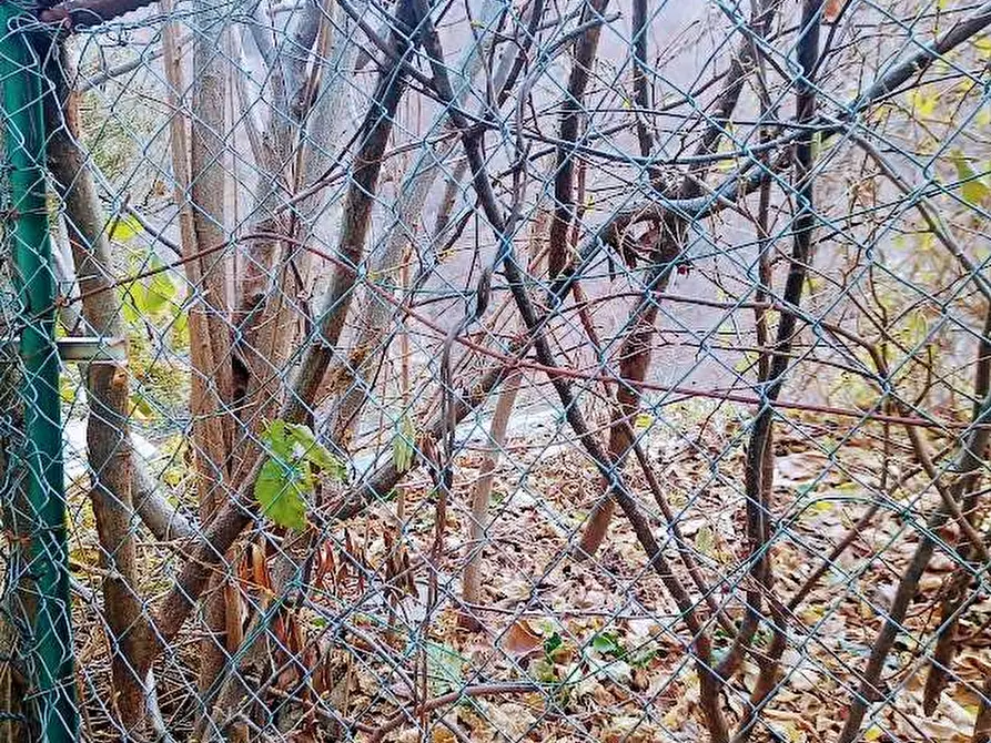 Immagine 29 di Rustico / casale in vendita  in CIMAMULERA a Piedimulera