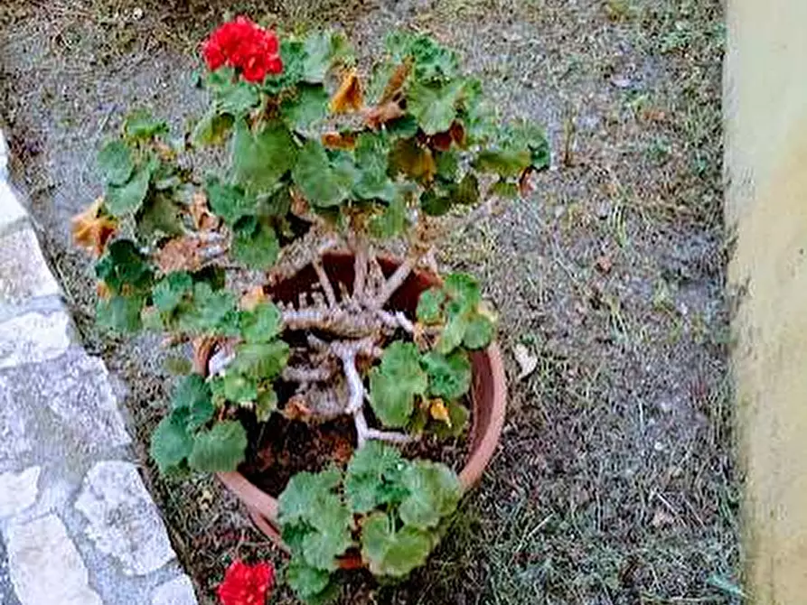 Immagine 31 di Casa indipendente in vendita  in contrada cardara snc a Brancaleone