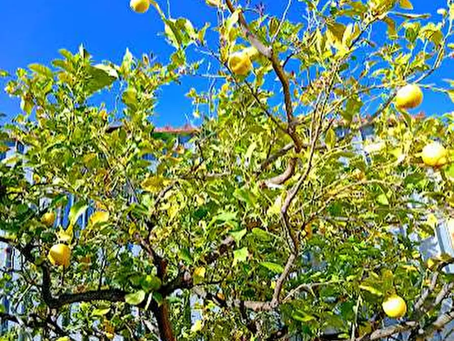 Immagine 10 di Casa indipendente in vendita  in contrada cardara snc a Brancaleone