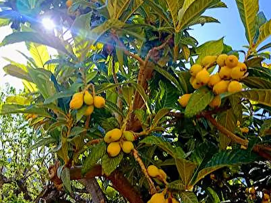 Immagine 11 di Casa indipendente in vendita  in contrada cardara snc a Brancaleone