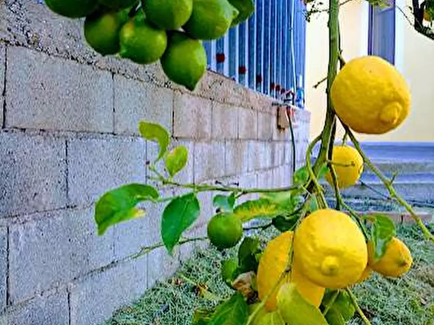 Immagine 25 di Casa indipendente in vendita  in contrada cardara snc a Brancaleone