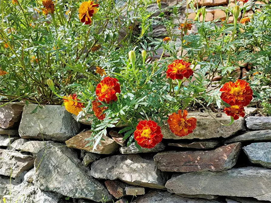 Immagine 7 di Casa indipendente in vendita  in MONTE ROSA a Calasca-Castiglione