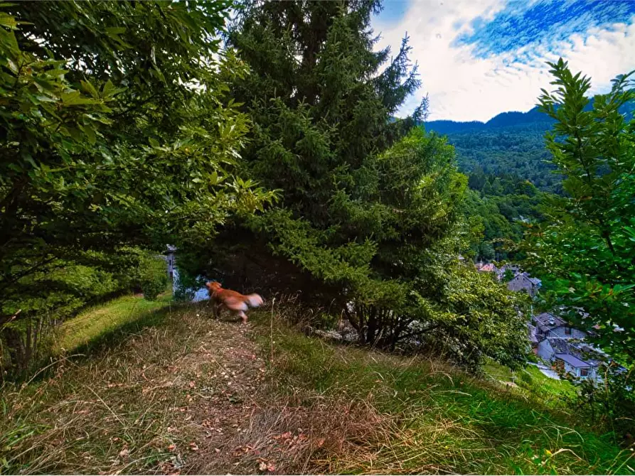 Immagine 48 di Casa indipendente in vendita  in COGGIA a Varzo