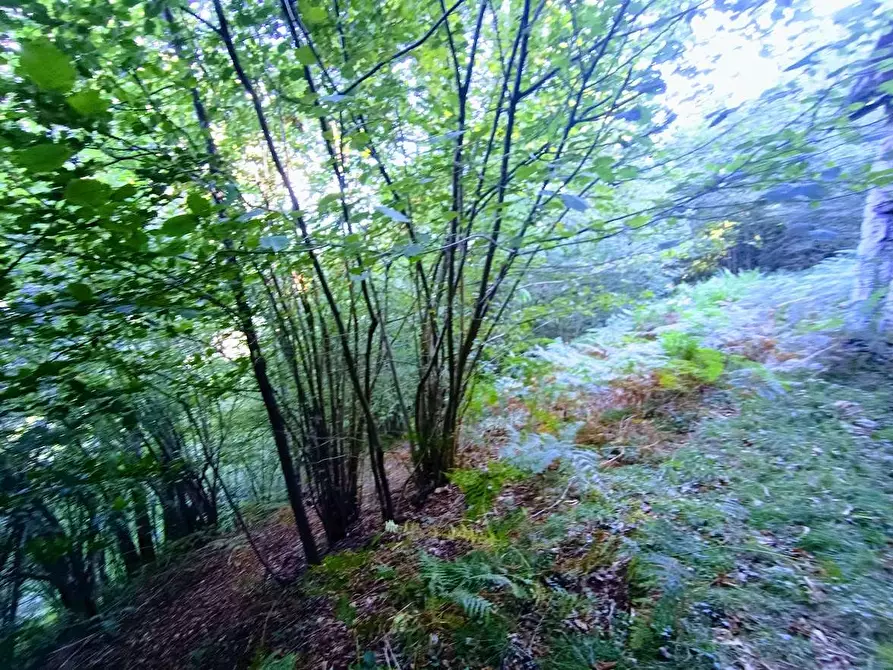 Immagine 23 di Baita in vendita  in ARZO a Casale Corte Cerro