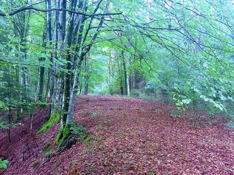 Immagine 12 di Baita in vendita  in MIRATE ALPE a Villette