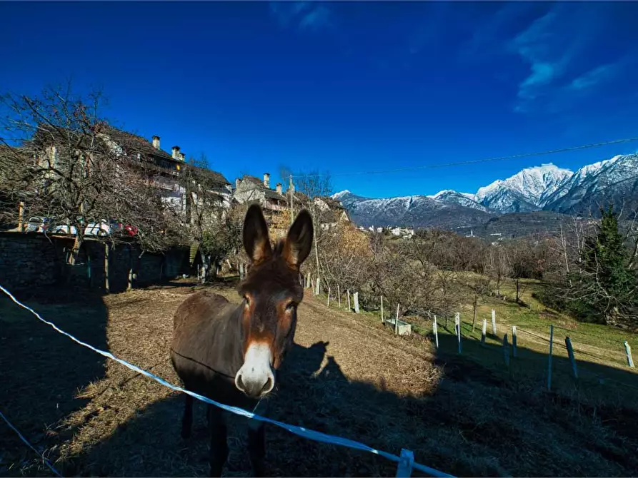 Immagine 37 di Rustico / casale in vendita  in preglia a Crevoladossola