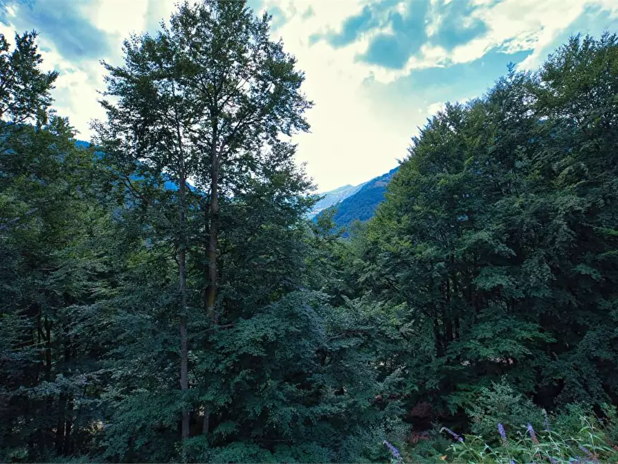 Immagine 33 di Baita in vendita  in VAL LOANA a Malesco