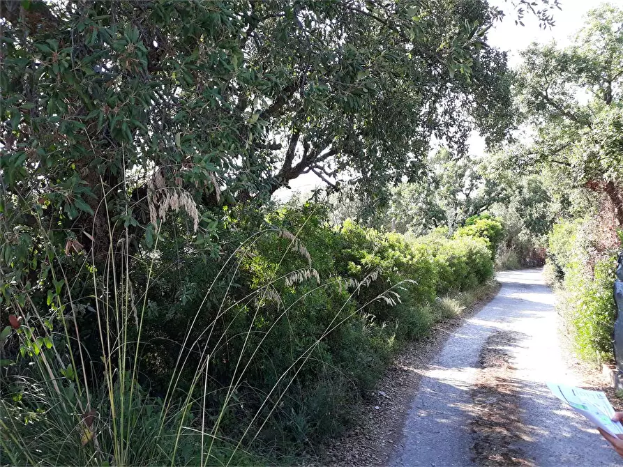 Immagine 3 di Terreno agricolo in vendita  a Itri