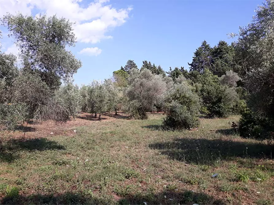 Immagine 4 di Terreno agricolo in vendita  a Itri