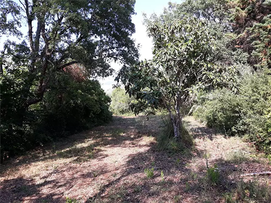 Immagine 5 di Terreno agricolo in vendita  a Itri