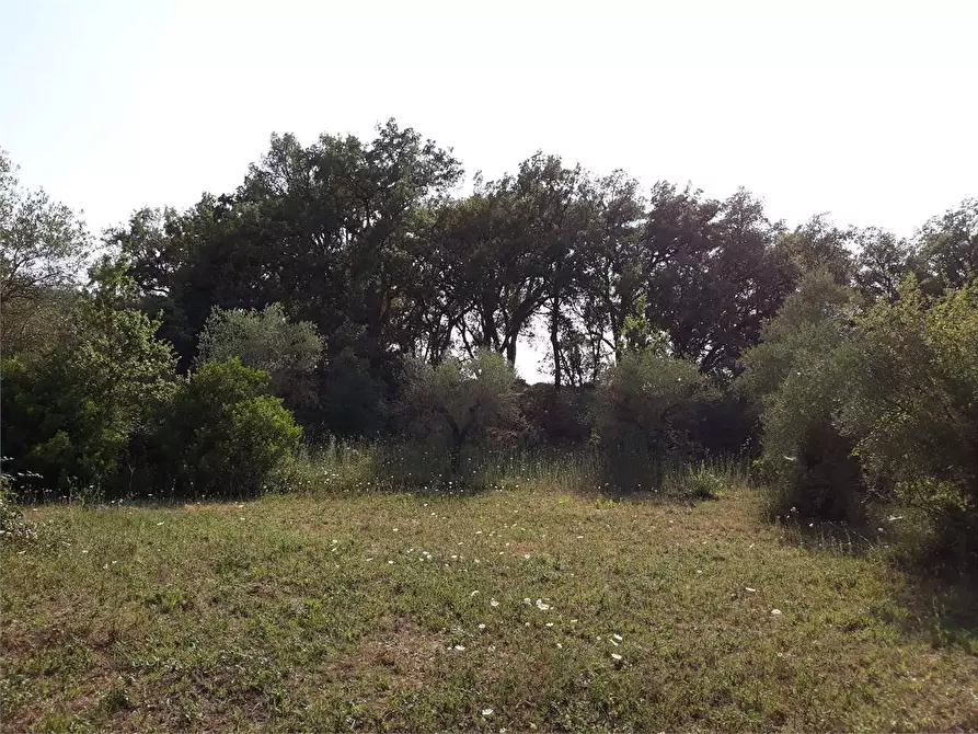 Immagine 1 di Terreno agricolo in vendita  a Itri