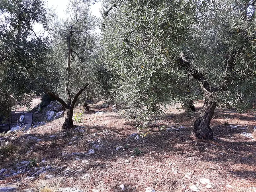Immagine 6 di Terreno agricolo in vendita  a Itri