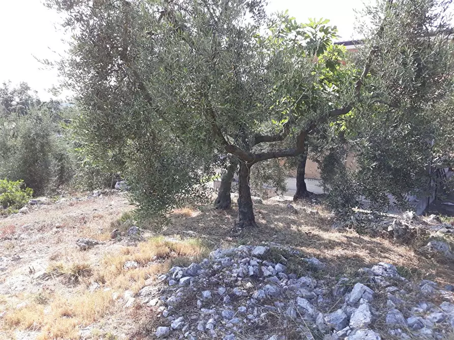 Immagine 7 di Terreno agricolo in vendita  a Itri