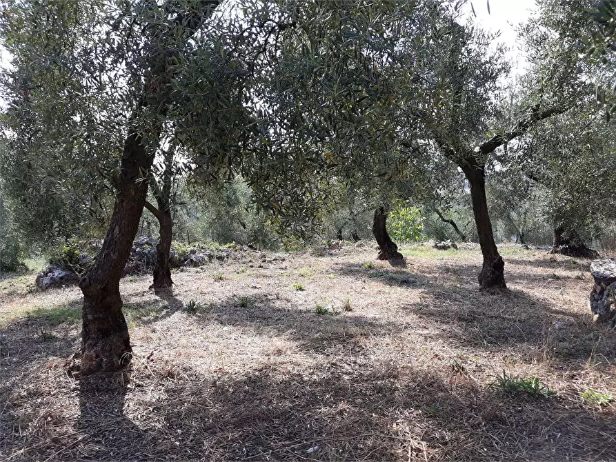 Immagine 9 di Terreno agricolo in vendita  a Itri