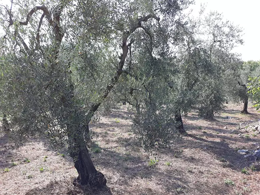 Immagine 10 di Terreno agricolo in vendita  a Itri