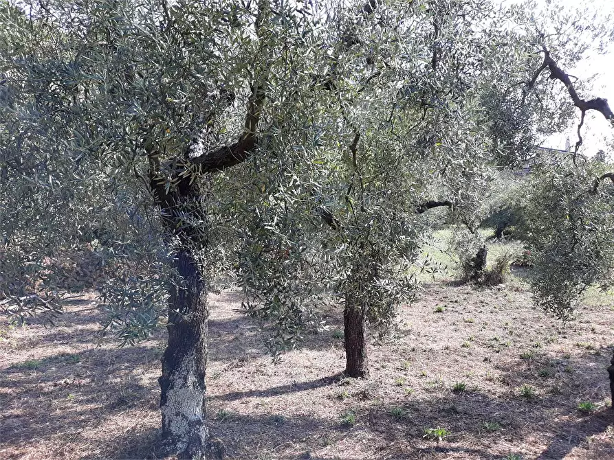 Immagine 11 di Terreno agricolo in vendita  a Itri