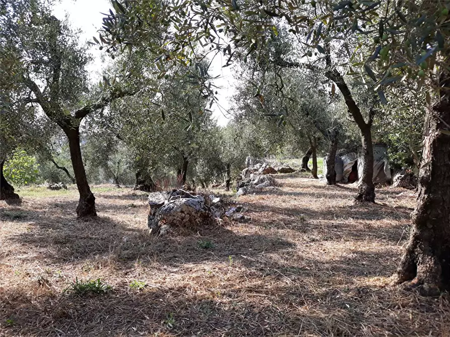 Immagine 12 di Terreno agricolo in vendita  a Itri