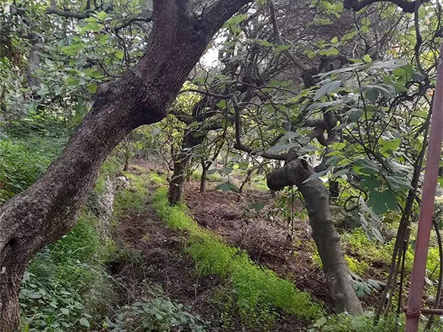 Immagine 2 di Terreno agricolo in vendita  a Formia
