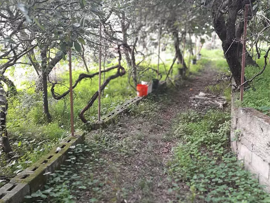 Immagine 3 di Terreno agricolo in vendita  a Formia