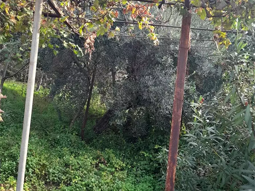 Immagine 4 di Terreno agricolo in vendita  a Formia
