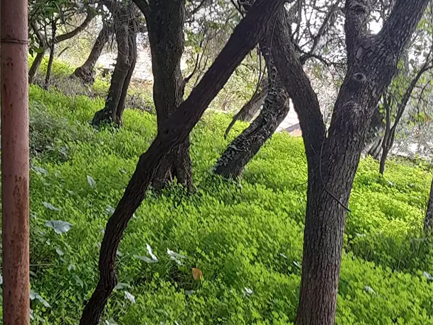 Immagine 9 di Terreno agricolo in vendita  a Formia