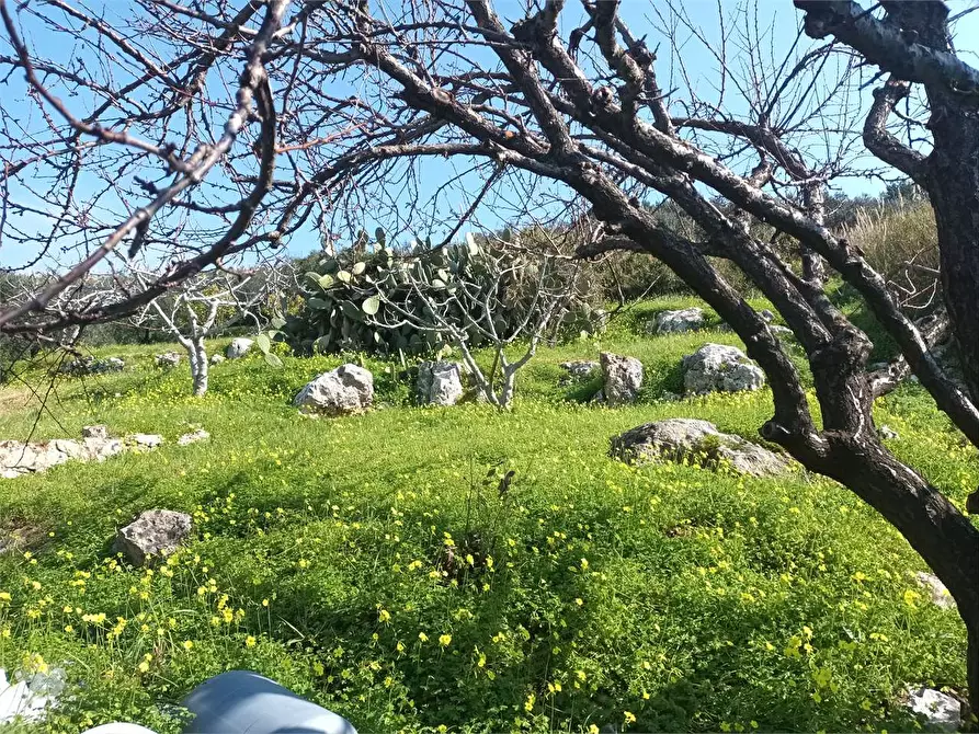 Immagine 3 di Terreno agricolo in vendita  a Gaeta