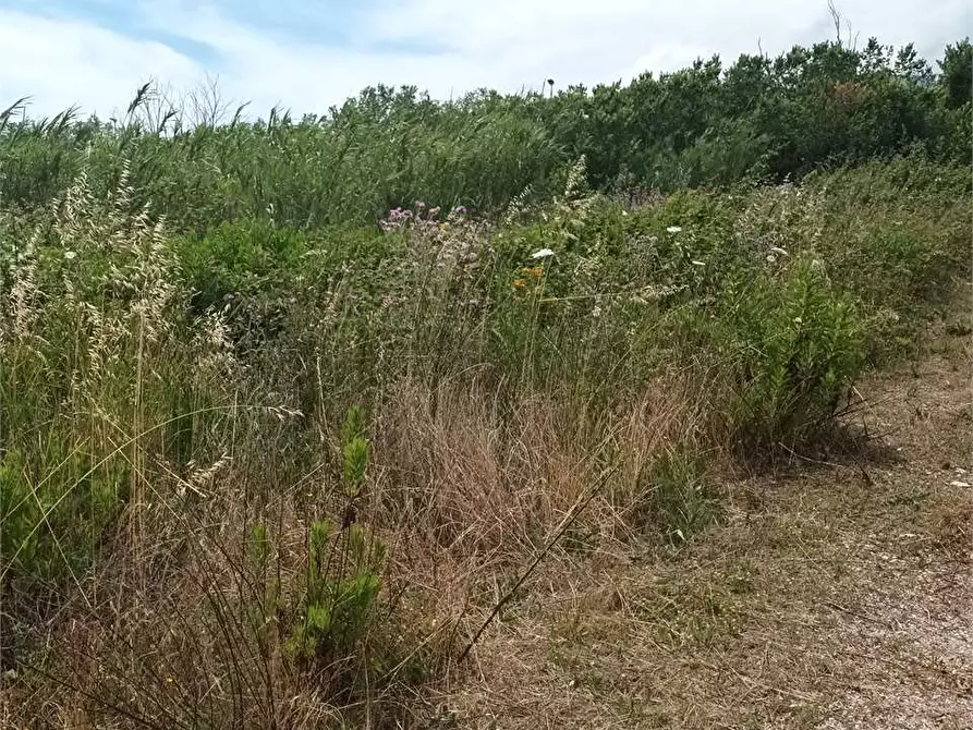 Immagine 3 di Terreno agricolo in vendita  a Formia