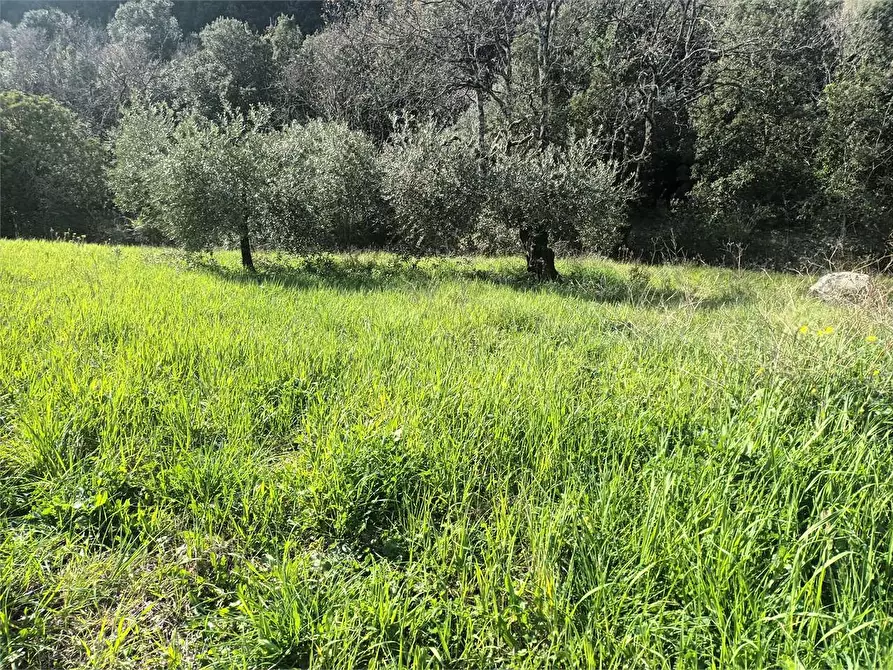 Immagine 6 di Terreno agricolo in vendita  a Spigno Saturnia