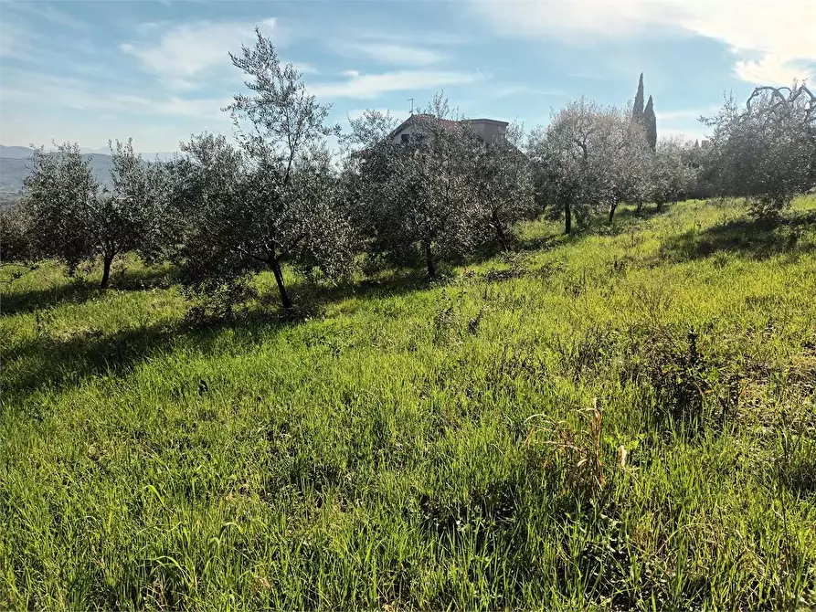 Immagine 11 di Terreno agricolo in vendita  a Spigno Saturnia