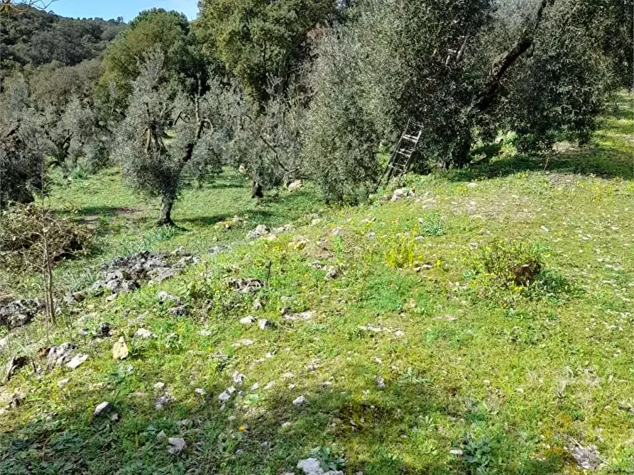 Immagine 12 di Rustico / casale in vendita  a Itri