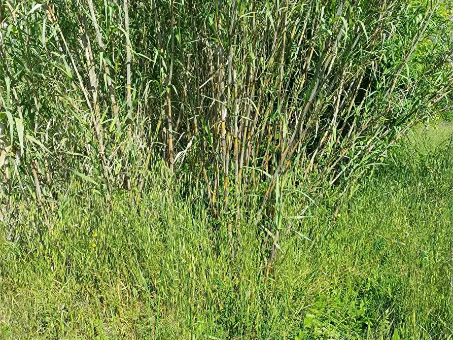 Immagine 6 di Terreno agricolo in vendita  a Spigno Saturnia