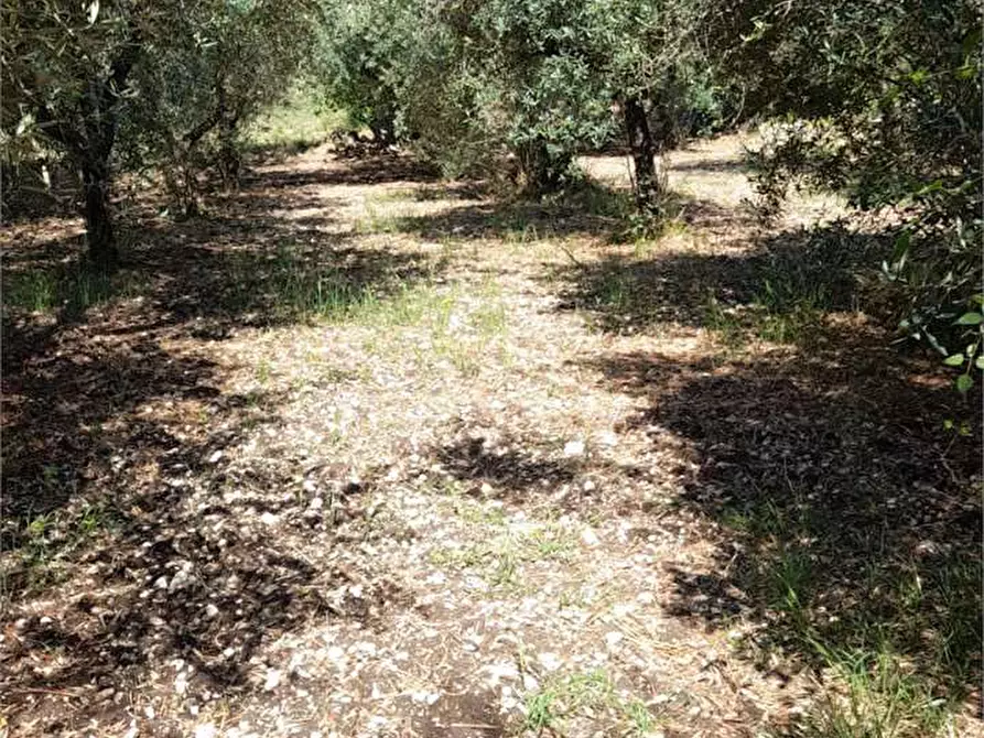 Immagine 8 di Rustico / casale in vendita  a Formia