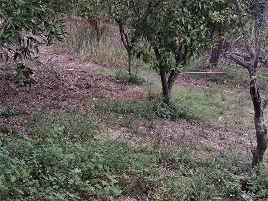 Immagine 2 di Terreno agricolo in vendita  a Itri