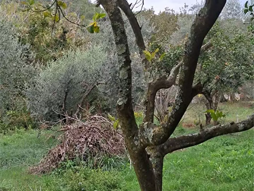 Immagine 3 di Terreno agricolo in vendita  a Itri