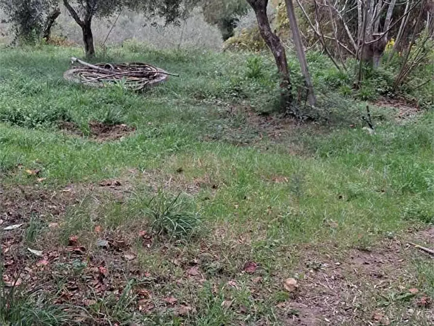 Immagine 4 di Terreno agricolo in vendita  a Itri