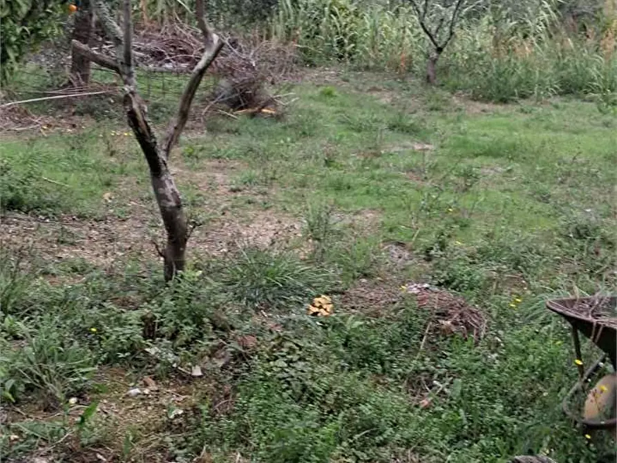 Immagine 5 di Terreno agricolo in vendita  a Itri