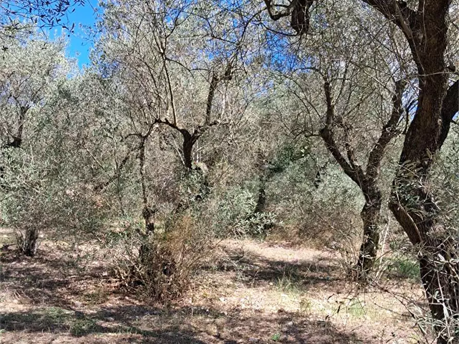 Immagine 6 di Terreno agricolo in vendita  a Itri