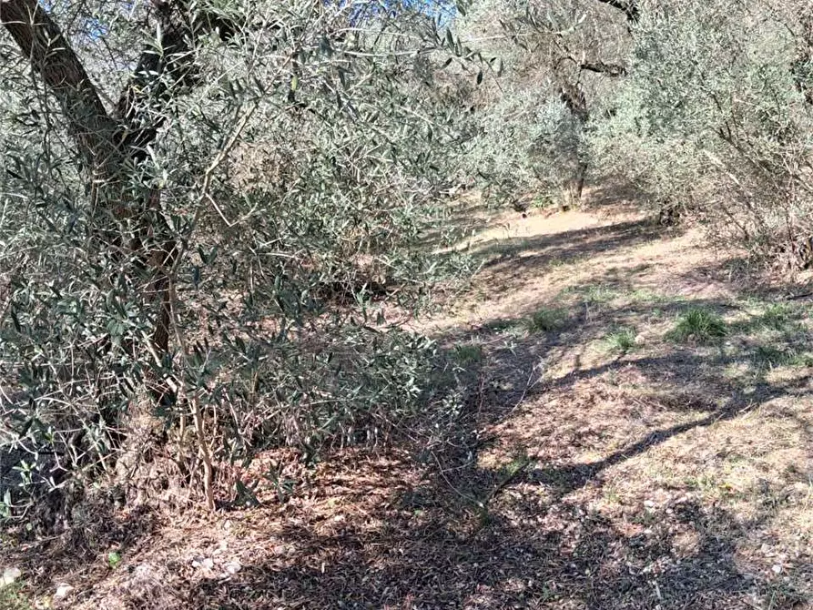 Immagine 7 di Terreno agricolo in vendita  a Itri