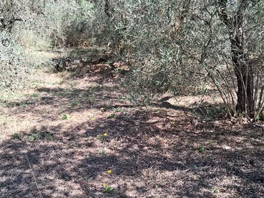 Immagine 8 di Terreno agricolo in vendita  a Itri