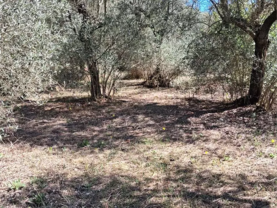 Immagine 9 di Terreno agricolo in vendita  a Itri