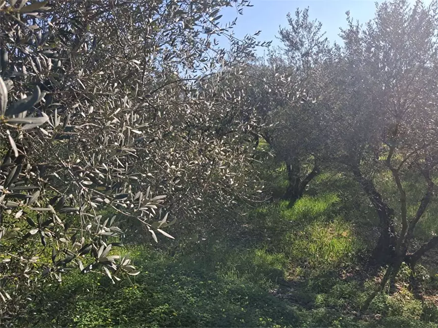 Immagine 3 di Terreno agricolo in vendita  a Formia