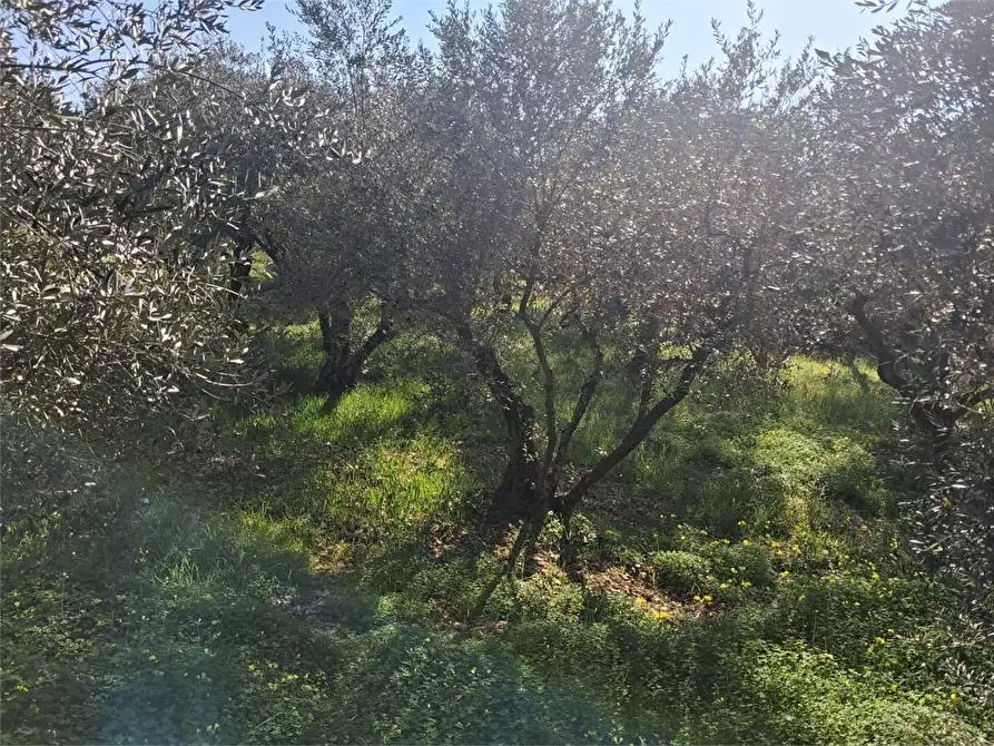 Immagine 4 di Terreno agricolo in vendita  a Formia
