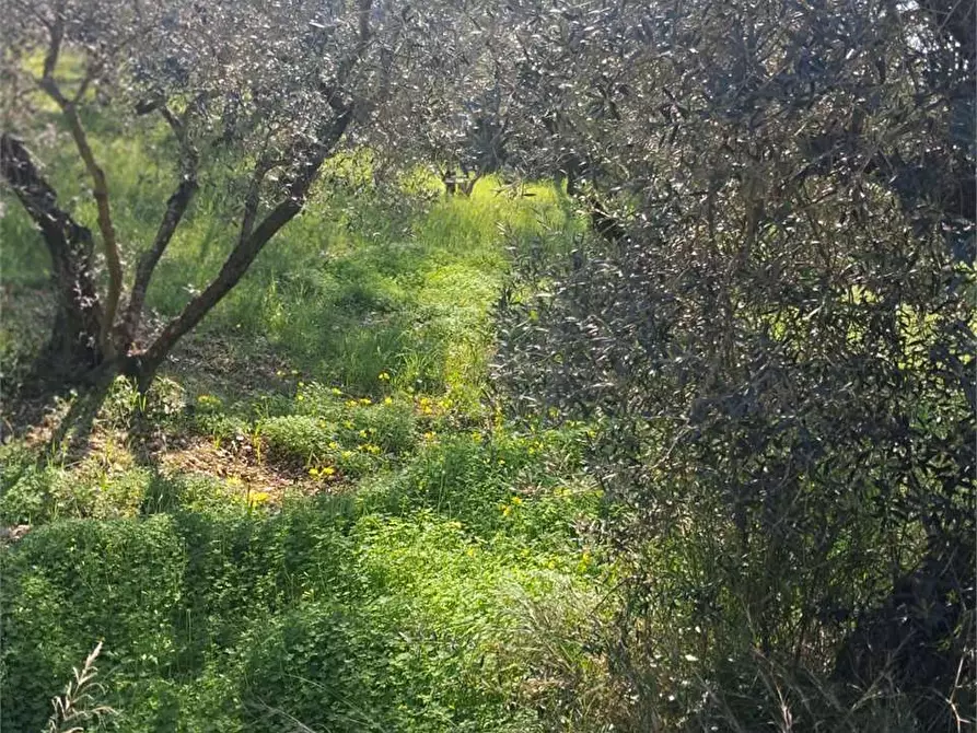 Immagine 5 di Terreno agricolo in vendita  a Formia