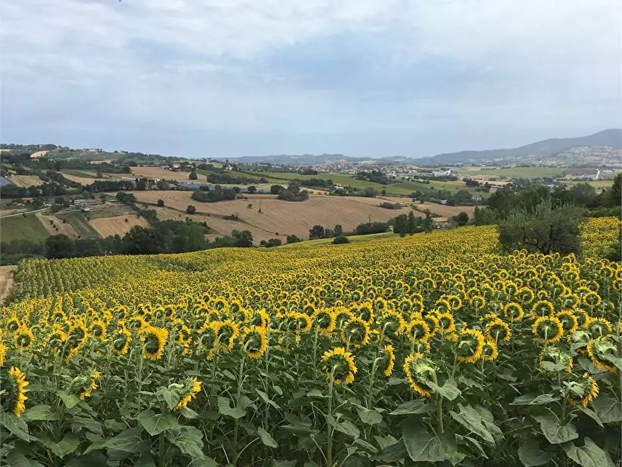 Immagine 1 di Terreno agricolo in vendita  a Osimo