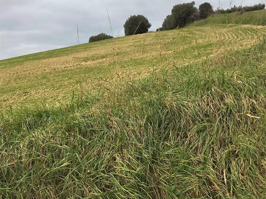 Immagine 4 di Rustico / casale in vendita  in Aspio a Ancona