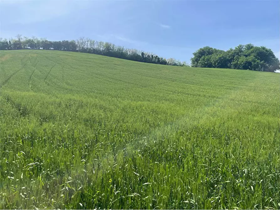Immagine 4 di Terreno agricolo in vendita  in STRADA aspio snc a Ancona
