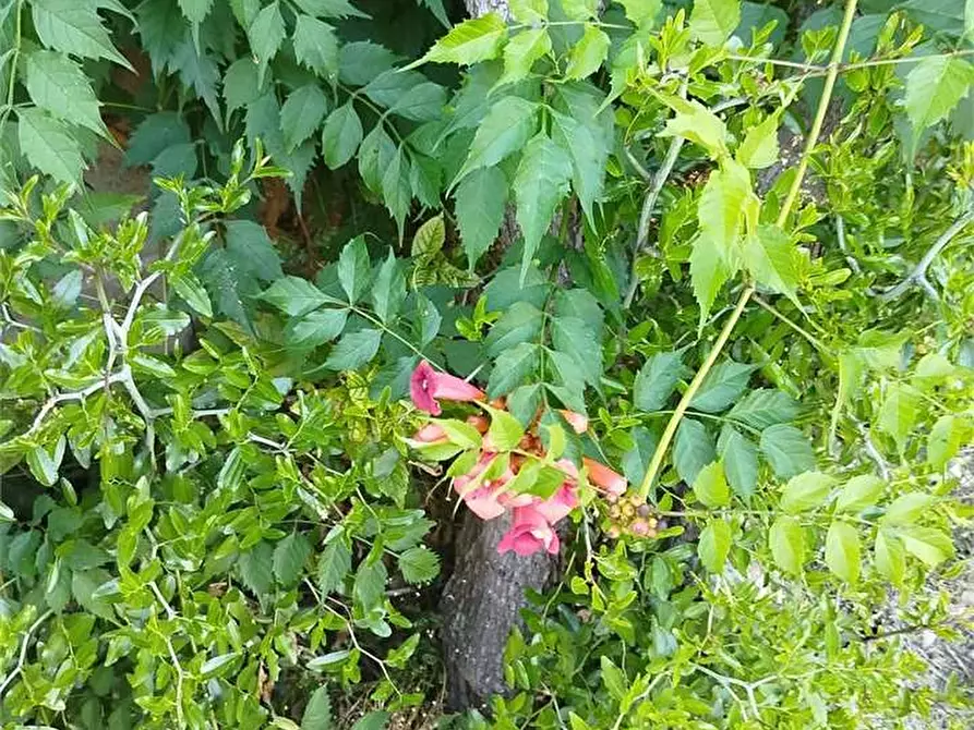 Immagine 22 di Porzione di villa in vendita  a Agugliano