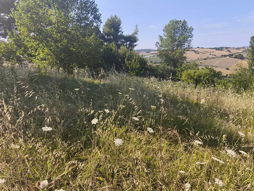 Immagine 9 di Terreno in vendita  in C/DA RINALDI 1 a Appignano